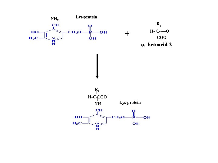 NH 2 Lys-protein R 2 + H- C- O COO- a-ketoacid-2 R 2 H-C-COONH