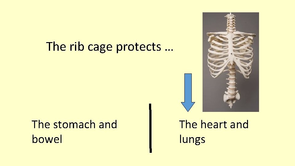The rib cage protects … The stomach and bowel The heart and lungs 
