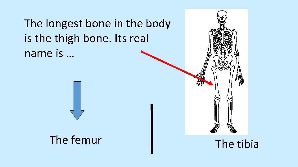 The longest bone in the body is the thigh bone. Its real name is