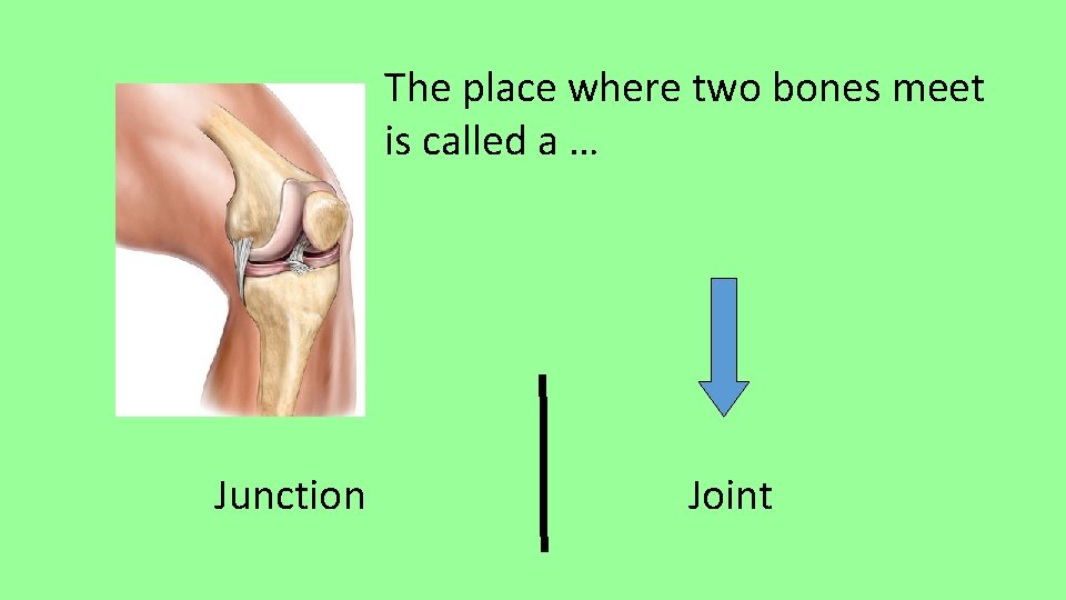 The place where two bones meet is called a … Junction Joint 