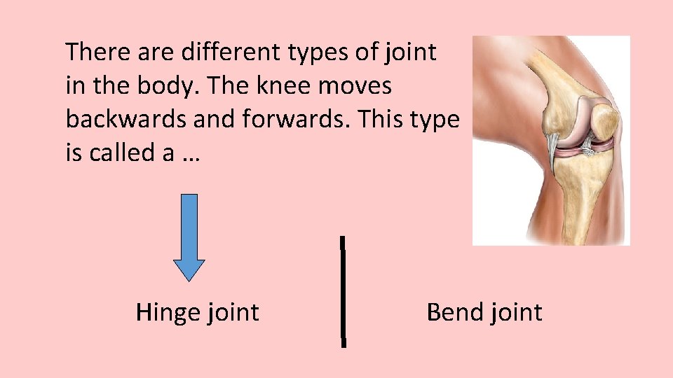 There are different types of joint in the body. The knee moves backwards and