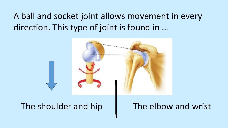 A ball and socket joint allows movement in every direction. This type of joint
