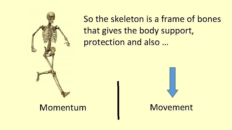 So the skeleton is a frame of bones that gives the body support, protection