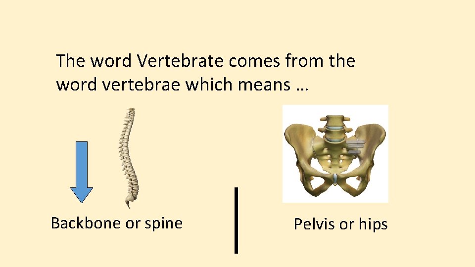 The word Vertebrate comes from the word vertebrae which means … Backbone or spine