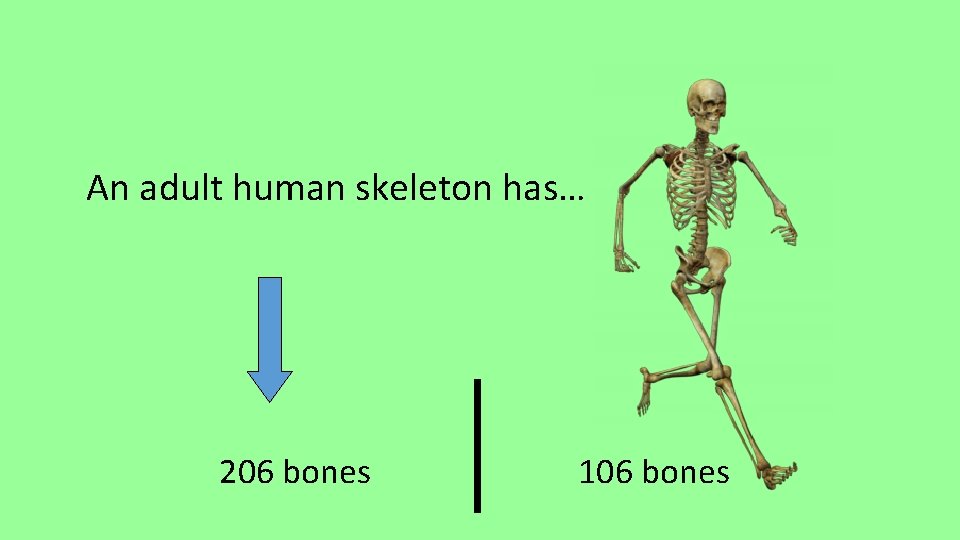 An adult human skeleton has… 206 bones 106 bones 