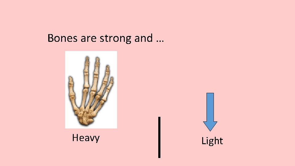 Bones are strong and … Heavy Light 