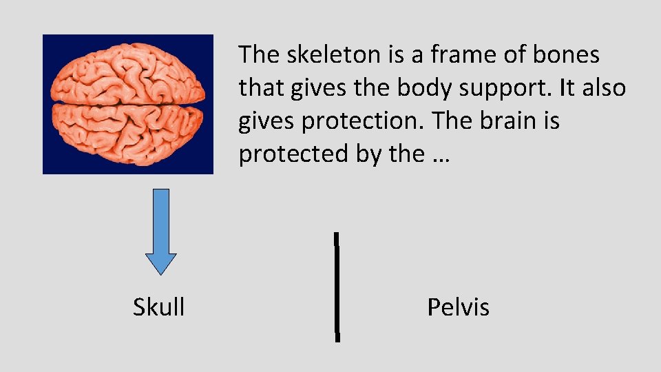 The skeleton is a frame of bones that gives the body support. It also