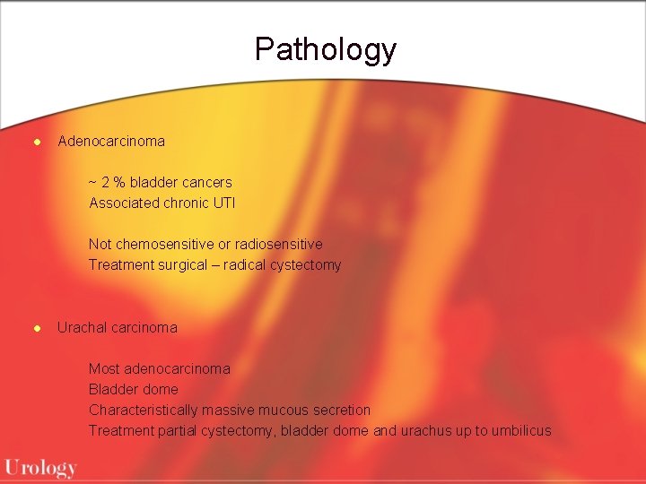 Pathology l Adenocarcinoma ~ 2 % bladder cancers Associated chronic UTI Not chemosensitive or