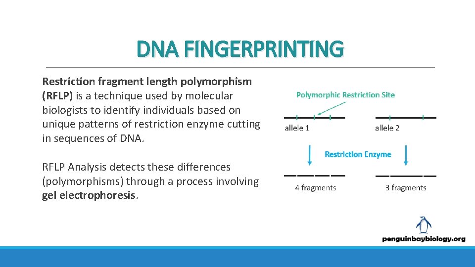 DNA FINGERPRINTING Restriction fragment length polymorphism (RFLP) is a technique used by molecular biologists