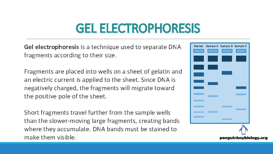 GEL ELECTROPHORESIS Gel electrophoresis is a technique used to separate DNA fragments according to