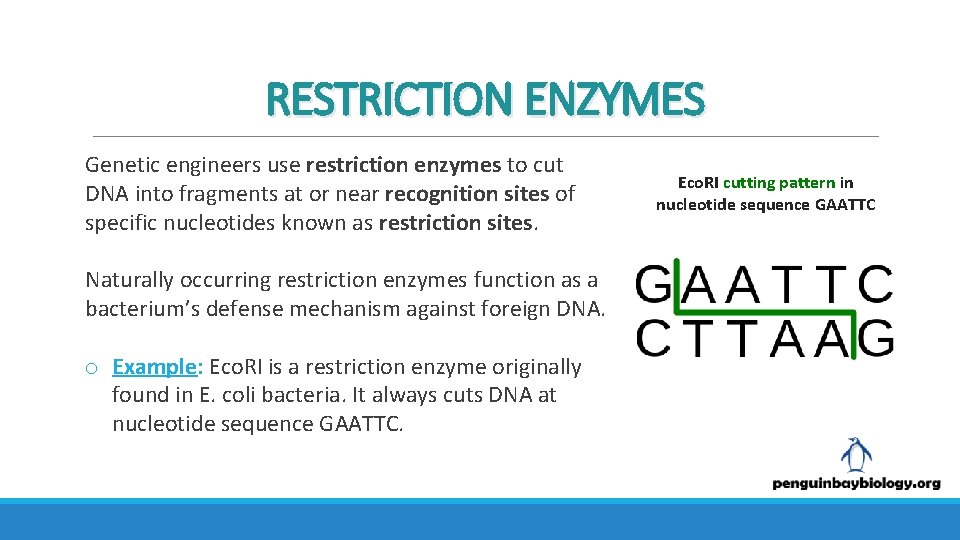 RESTRICTION ENZYMES Genetic engineers use restriction enzymes to cut DNA into fragments at or