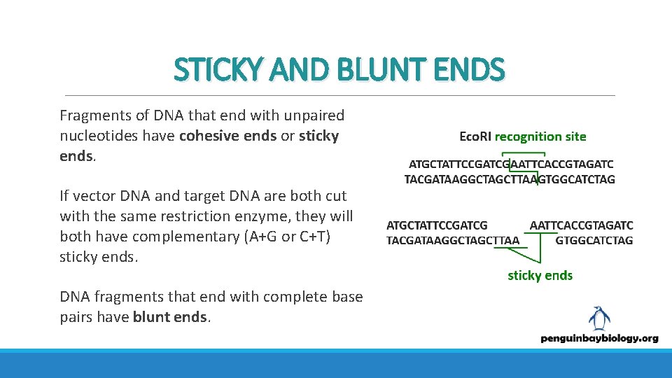 STICKY AND BLUNT ENDS Fragments of DNA that end with unpaired nucleotides have cohesive