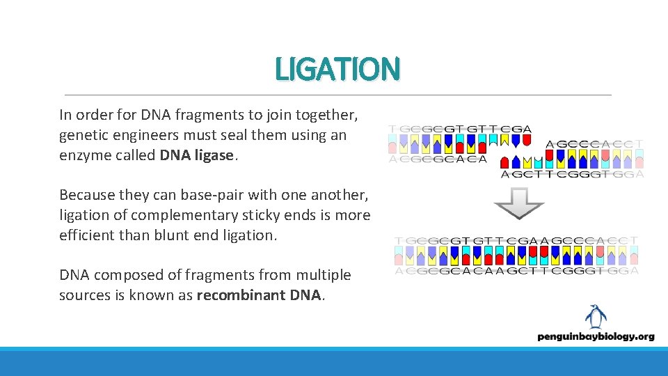 LIGATION In order for DNA fragments to join together, genetic engineers must seal them