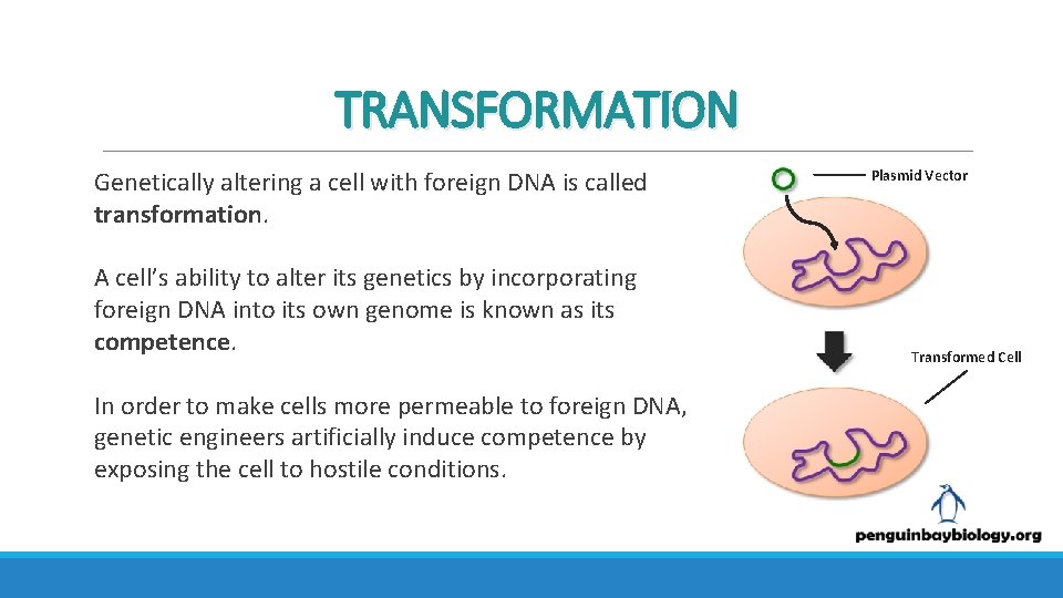 TRANSFORMATION Genetically altering a cell with foreign DNA is called transformation. A cell’s ability