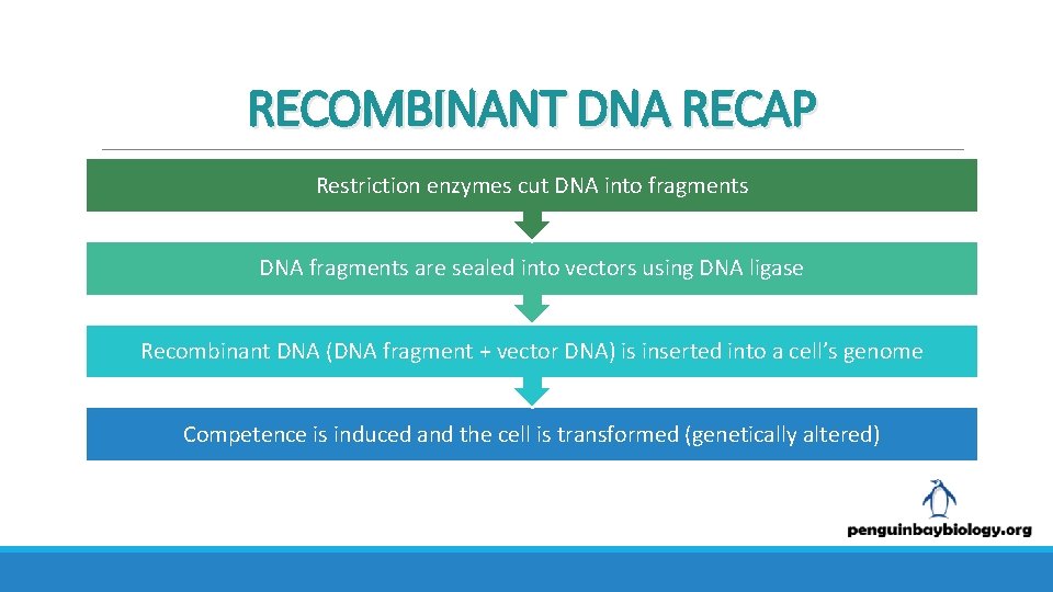 RECOMBINANT DNA RECAP Restriction enzymes cut DNA into fragments DNA fragments are sealed into