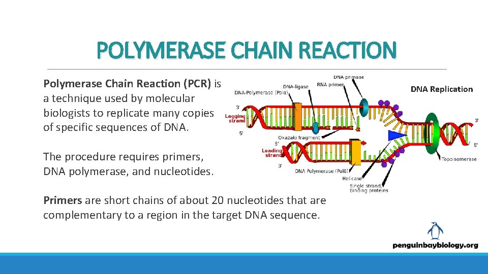 POLYMERASE CHAIN REACTION Polymerase Chain Reaction (PCR) is a technique used by molecular biologists
