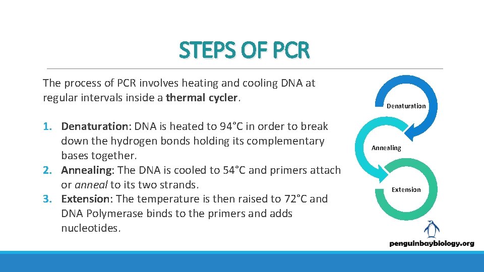 STEPS OF PCR The process of PCR involves heating and cooling DNA at regular