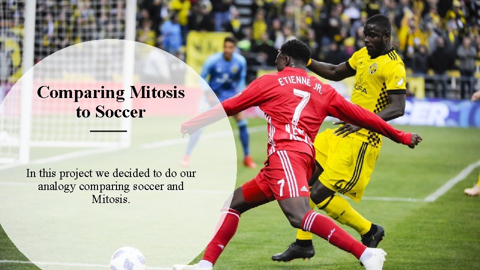Comparing Mitosis to Soccer In this project we decided to do our analogy comparing