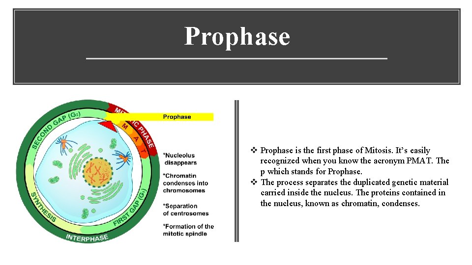 Prophase v Prophase is the first phase of Mitosis. It’s easily recognized when you