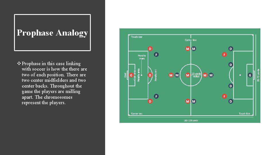 Prophase Analogy v Prophase in this case linking with soccer is how there are