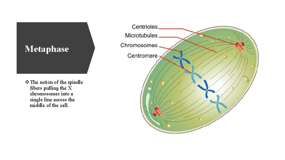 Metaphase v The action of the spindle fibers pulling the X chromosomes into a