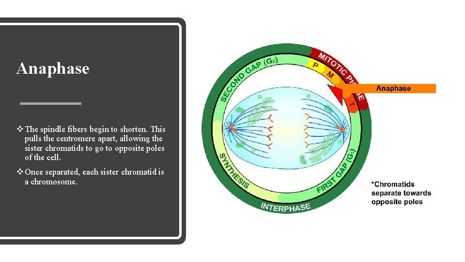 Anaphase v The spindle fibers begin to shorten. This pulls the centromere apart, allowing
