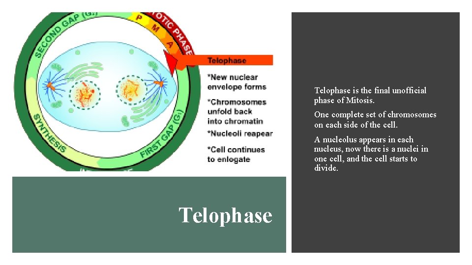 Telophase is the final unofficial phase of Mitosis. One complete set of chromosomes on