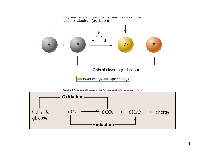 Unit 2 Metabolic Processes Unit Questions 1 What