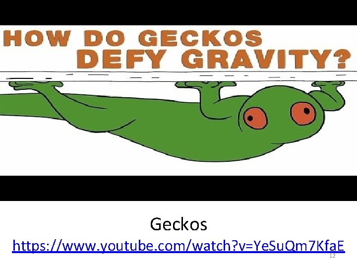 Geckos https: //www. youtube. com/watch? v=Ye. Su. Qm 7 Kfa. E 12 