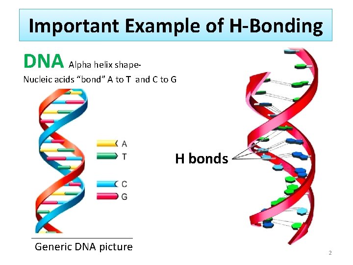 Important Example of H-Bonding DNA Alpha helix shape- Nucleic acids “bond” A to T