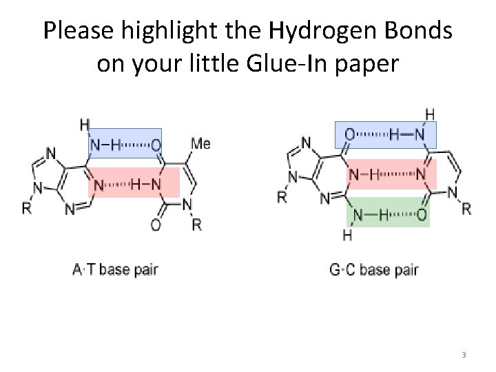 Please highlight the Hydrogen Bonds on your little Glue-In paper 3 