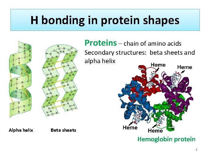H bonding in protein shapes Proteins – chain of amino acids Secondary structures: beta