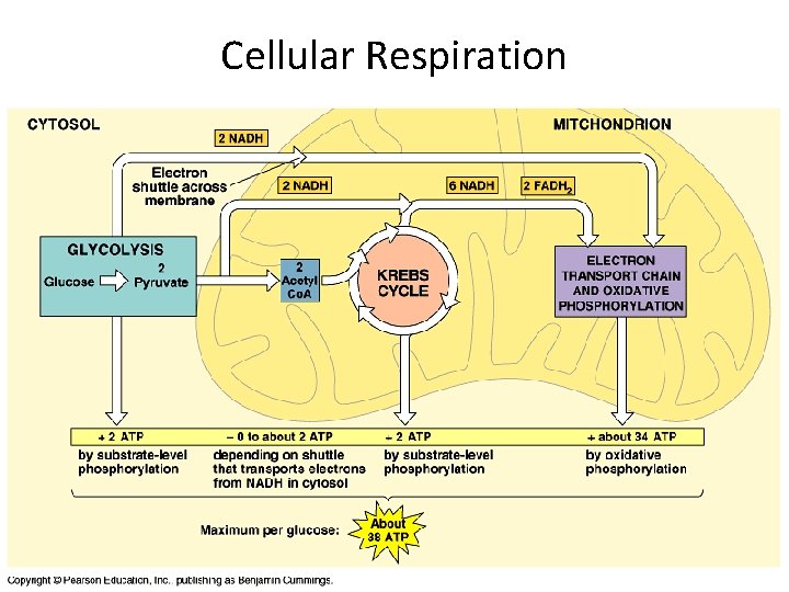 Cellular Respiration 