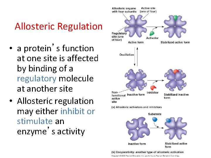 Allosteric Regulation • a protein’s function at one site is affected by binding of