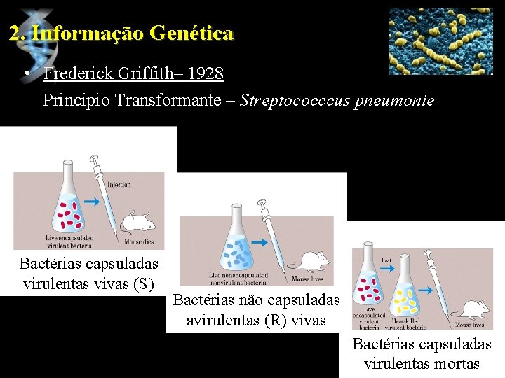 2. Informação Genética • Frederick Griffith– 1928 Princípio Transformante – Streptococccus pneumonie Bactérias capsuladas