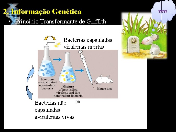 2. Informação Genética • Princípio Transformante de Griffith Bactérias capsuladas virulentas mortas Bactérias não