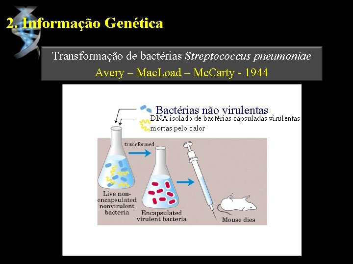 2. Informação Genética Transformação de bactérias Streptococcus pneumoniae Avery – Mac. Load – Mc.