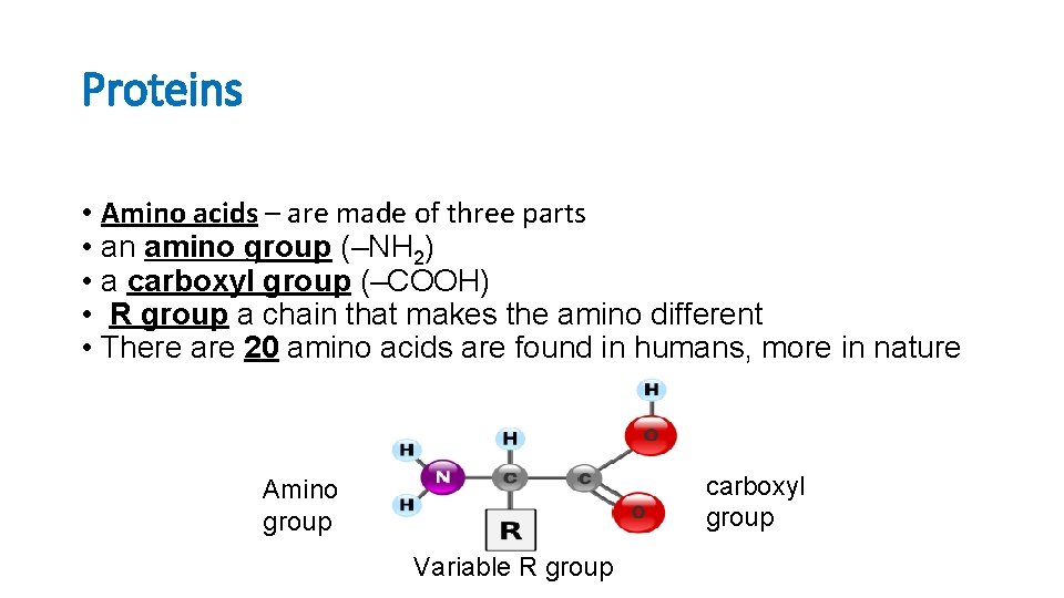 Proteins • Amino acids – are made of three parts • an amino group