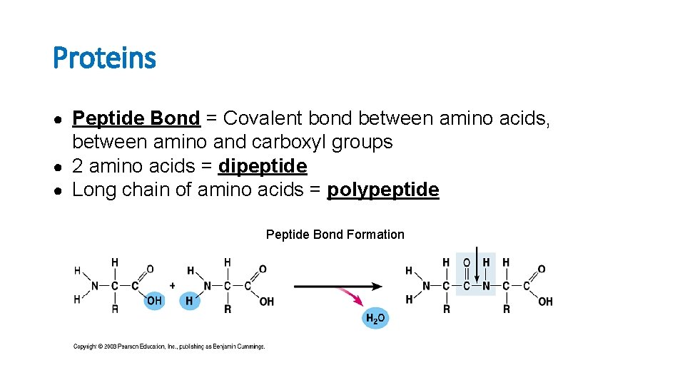 Proteins ● Peptide Bond = Covalent bond between amino acids, between amino and carboxyl