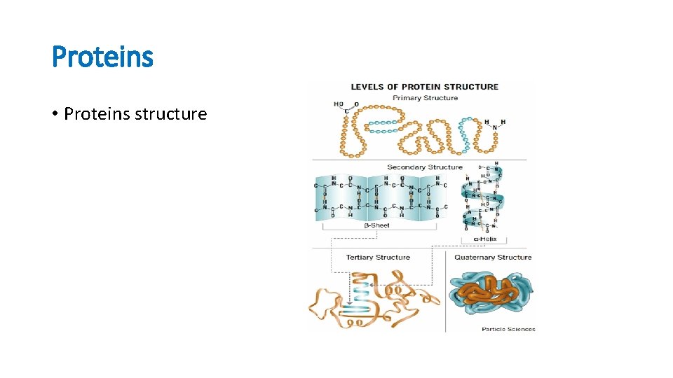 Proteins • Proteins structure 