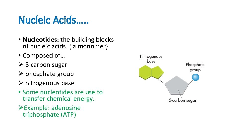 Nucleic Acids…. . • Nucleotides: the building blocks of nucleic acids. ( a monomer)