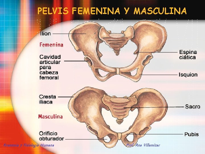 PELVIS FEMENINA Y MASCULINA Anatomía y Fisiología Humana Prof. Ana Villamizar 