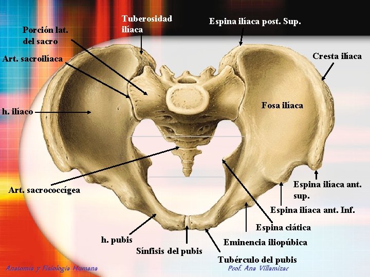 Porción lat. del sacro Tuberosidad ilíaca Espina ilíaca post. Sup. Cresta ilíaca Art. sacroilíaca