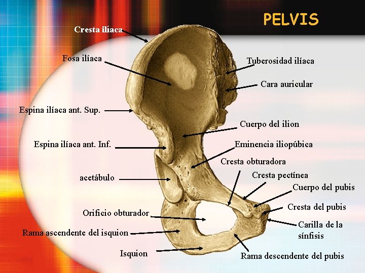 Cresta ilíaca Fosa ilíaca PELVIS Tuberosidad ilíaca Cara auricular Espina ilíaca ant. Sup. Cuerpo