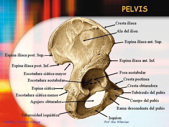 PELVIS Cresta ilíaca Ala del ilion Espina ilíaca ant. Sup. Espina ilíaca post. Sup.