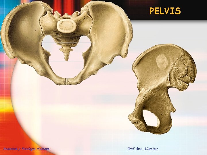 PELVIS Anatomía y Fisiología Humana Prof. Ana Villamizar 