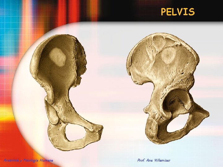 PELVIS Anatomía y Fisiología Humana Prof. Ana Villamizar 