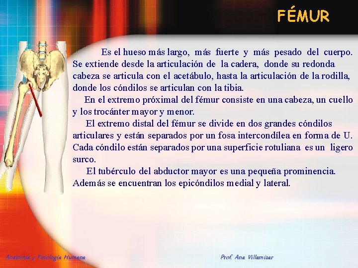 FÉMUR Es el hueso más largo, más fuerte y más pesado del cuerpo. Se