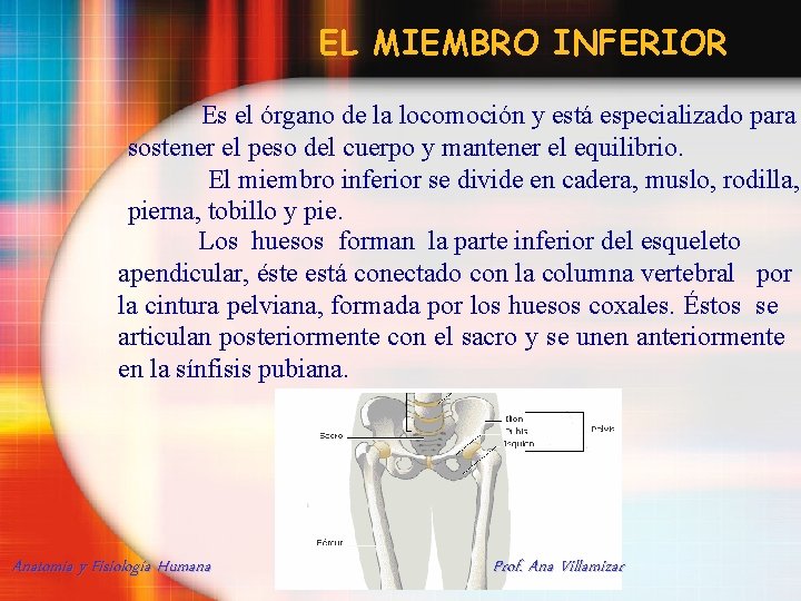 EL MIEMBRO INFERIOR Es el órgano de la locomoción y está especializado para sostener