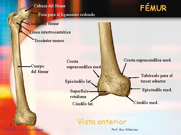 FÉMUR Cabeza del fémur Fosa para el ligamento redondo Cuello del fémur Línea intertrocantérica